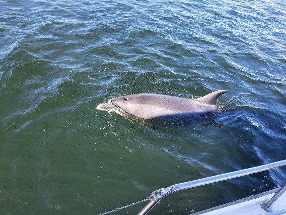 Delle - der Delfin von Svendborg besucht Naos und schaut sich jeden Rumpf gründlich an.