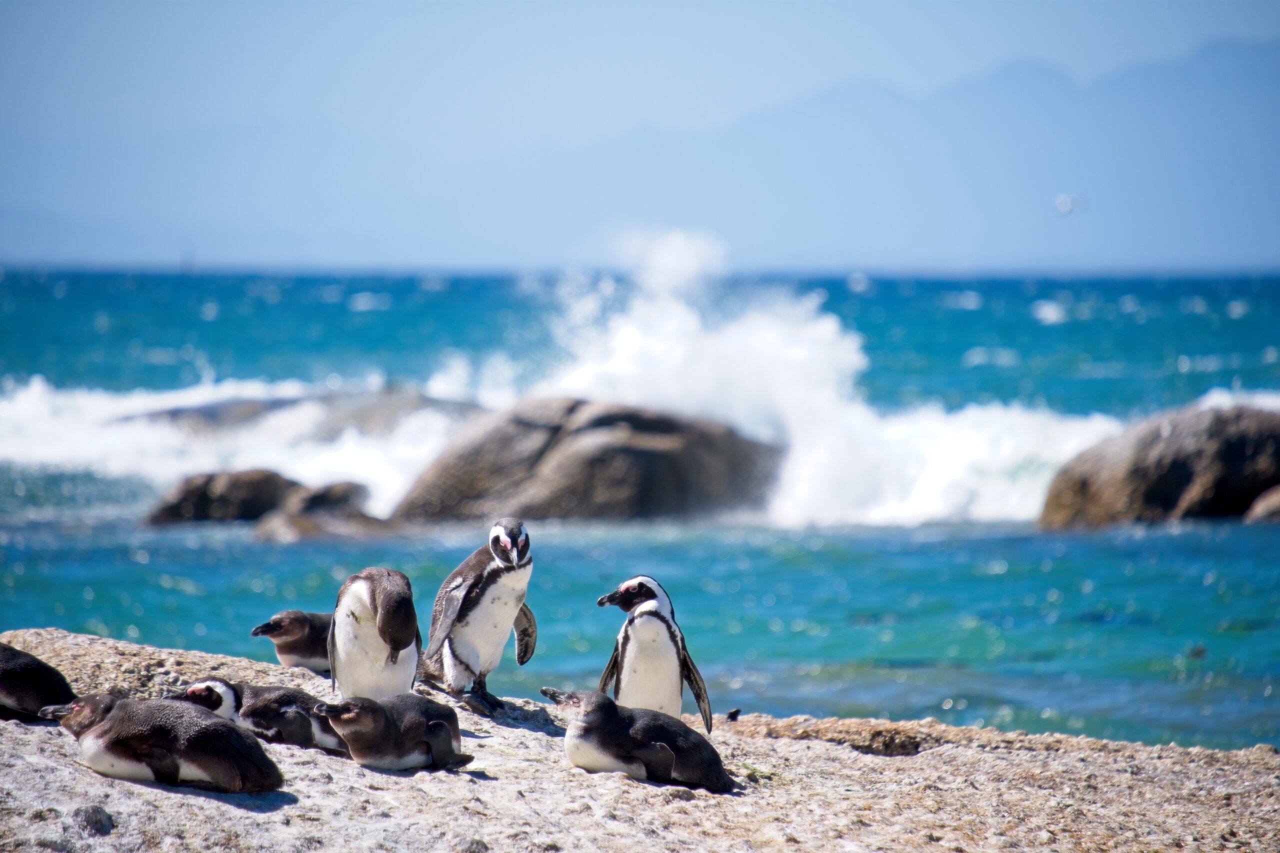 Pinguine am Strand. Traumreiseziel Südafrika.